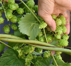 von Hand verlesen, weil nur der beste Hopfen gut genug ist ... von Hand verlesen, weil nur der beste Hopfen gut genug ist ...